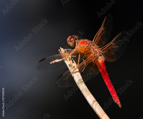Selective focus on a Flame Skimmer or Firecracker Skimmer (Libellula saturata) dragonfly. 
