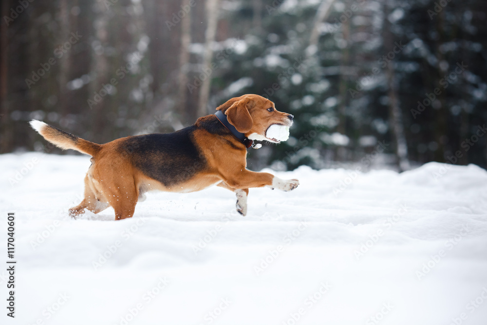 Dog breed Beagle walking in winter forest Dog breed Beagle walking in winter forest