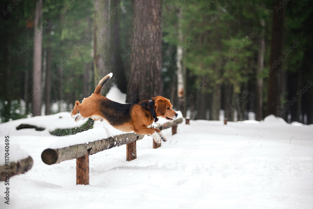 Dog breed Beagle walking in winter forest