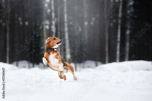 Dog breed Beagle walking in winter forest © annaav
