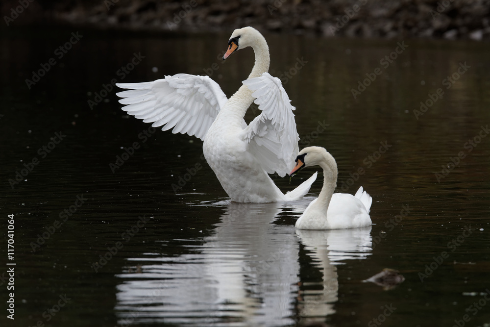 Fototapeta premium Mute Swan, cygnus olor