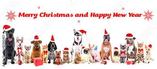 Funny christmas pets. Merry Christmas and Happy News Year
