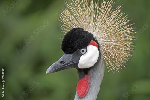 Black-crowned crane, a beautiful bird with plumage