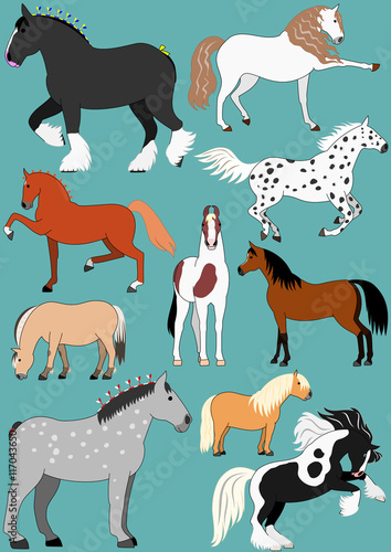 horse breeds