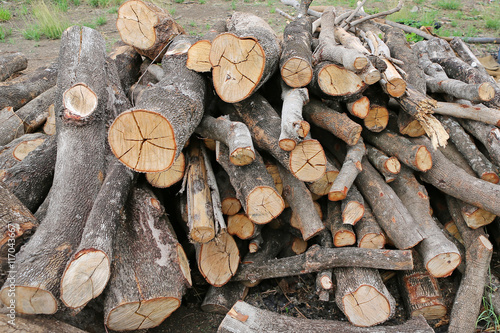Pile of cut wood stump log