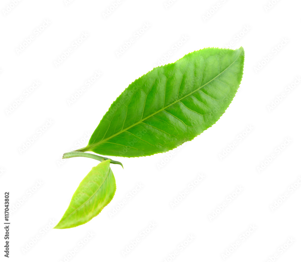 Obraz premium Green tea leaf on white background