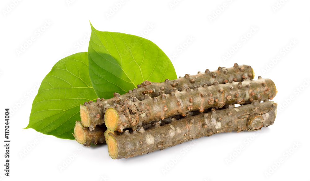 Naklejka premium Tinospora cordifolia herb isolated on white