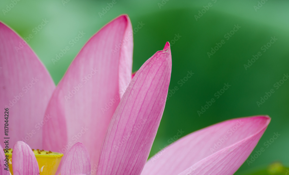 Pink lotus in summer