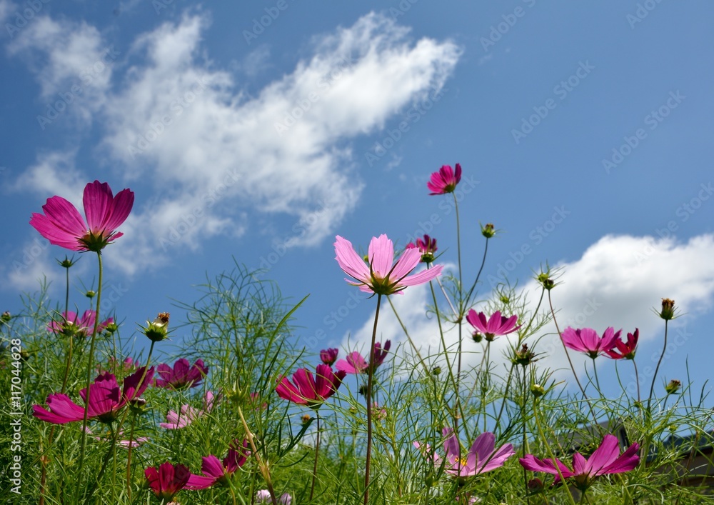 青空を背景にコスモスの花 青空を背景にコスモスの花