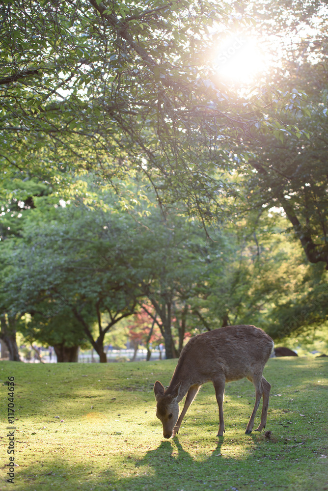 Fototapeta premium 奈良公園の鹿