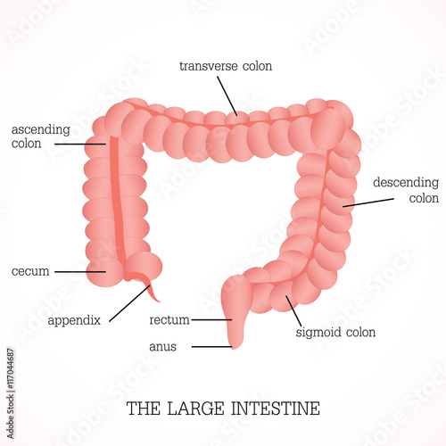 Structure and function of the large intestine Anatomy system.