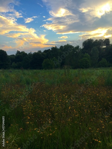 Evening in countryside