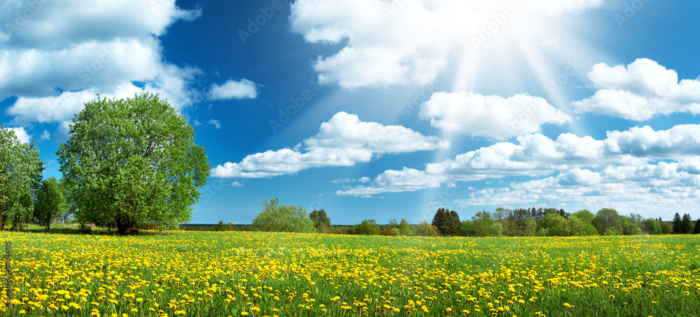 Obraz premium Field with yellow dandelions and blue sky