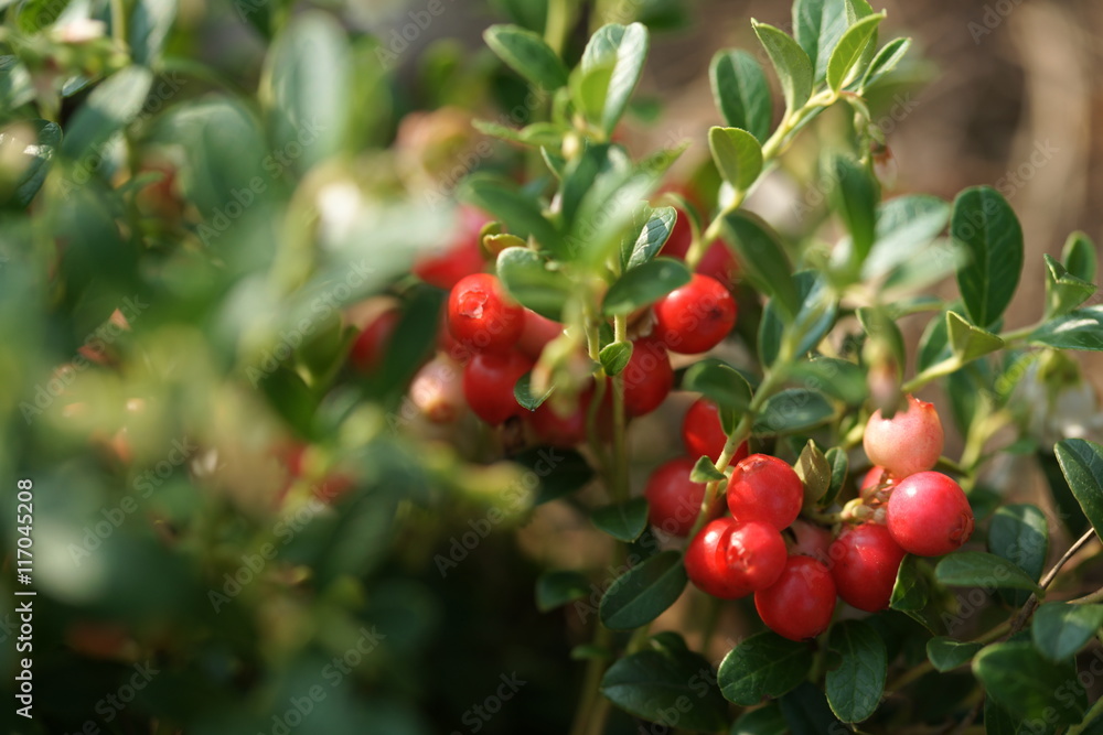 cranberries