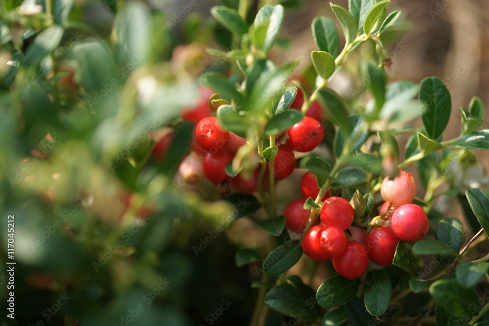 cranberries