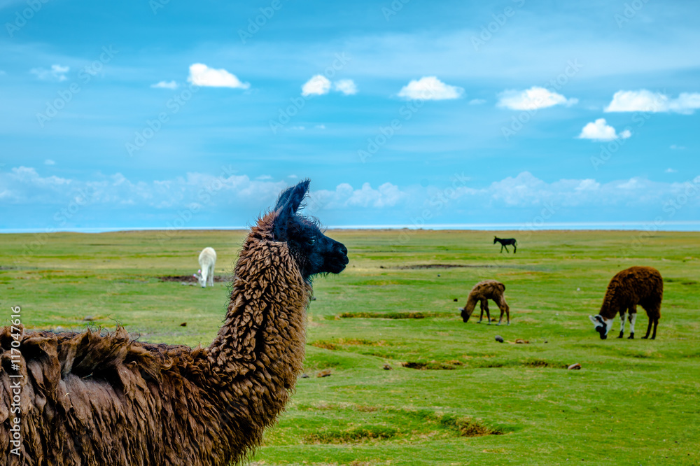Fototapeta premium Flock of Llamas grazing at Coqueza Village in Uyuni, Bolivia