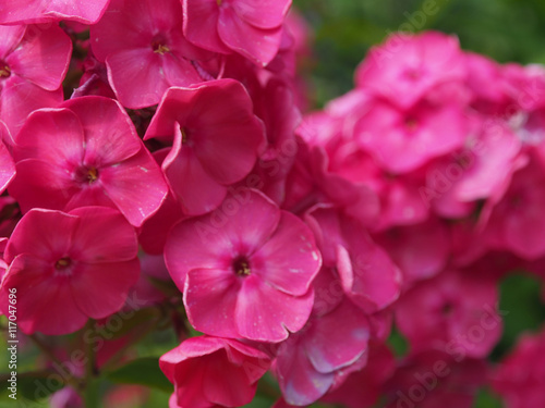 Fototapeta Naklejka Na Ścianę i Meble -  Flowering red garden phloxes. Close up