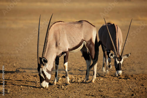 Gemsbok antelopes (Oryx gazella) in natural habitat, Kalahari desert, South Africa.