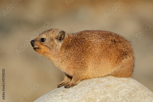 Rock hyrax (Procavia capensis) basking on a rock, South Africa.