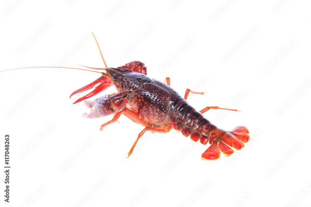 Crawfish Crawfish