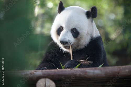 Obraz na plátně portrait of nice panda bear eating in summer environment