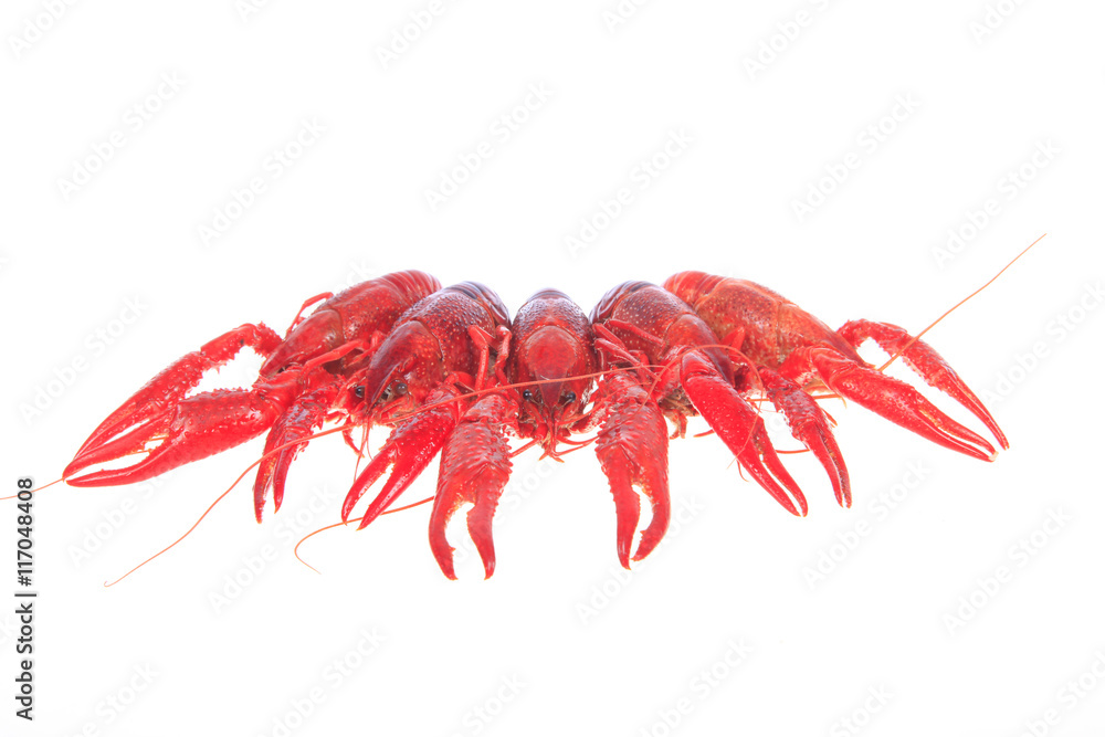 Crawfish, white background, close-up Crawfish, white background, close-up
