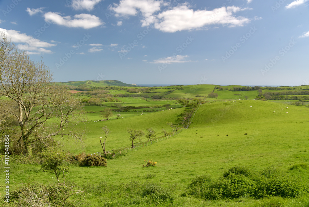 Sheep in fields above Tyneham in Dorset