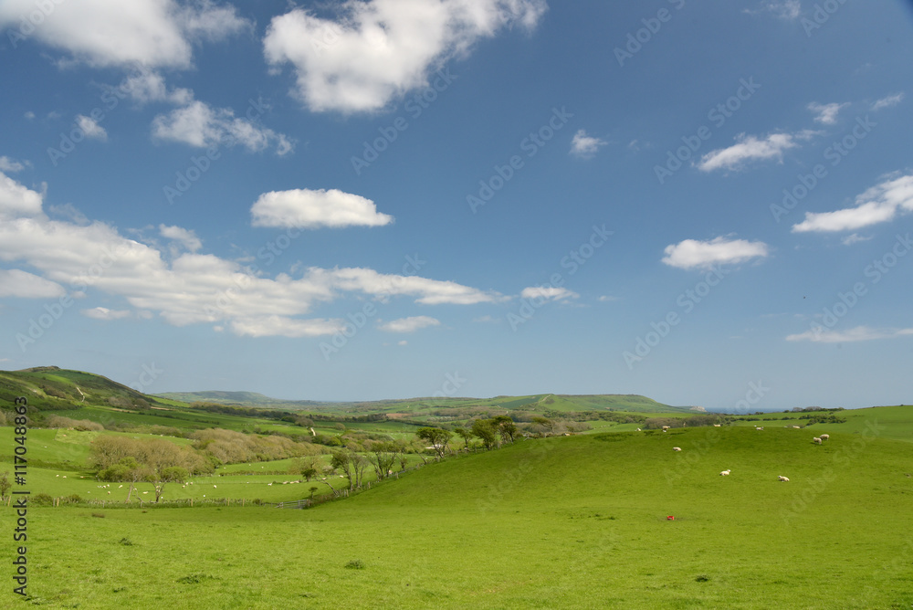 Sheep in fields above Tyneham in Dorset