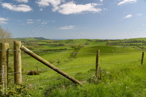 Sheep in fields above Tyneham in Dorset