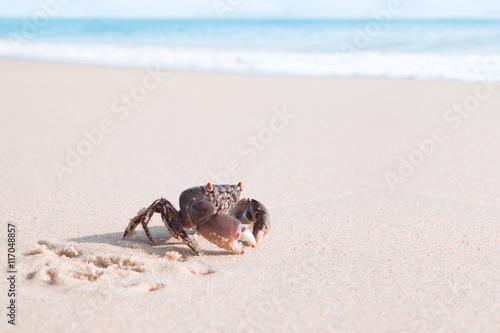 Close up view of  nice Crab is crawling  on a tropical beach. 
