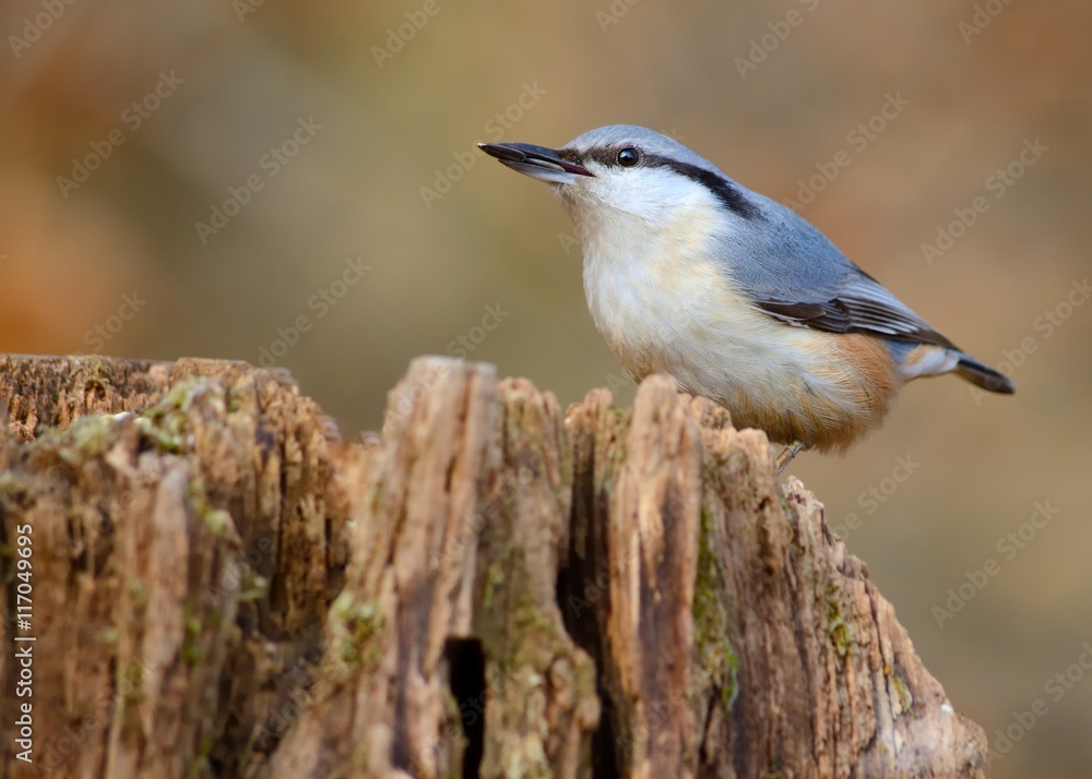 Eurasian nuthatch (Sitta europaea) with seed