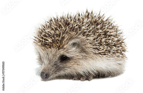 hedgehog on a white background