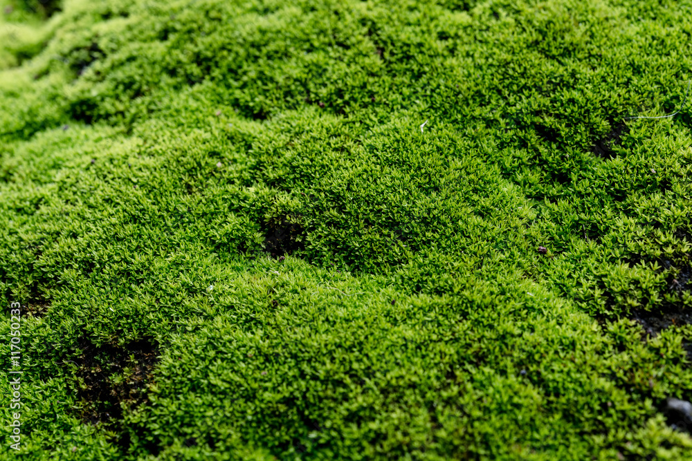 Close Up : Green moss on concrete floor background texture with selective focus, Image filter effect. Close Up : Green moss on concrete floor background texture with selective focus, Image filter effect.