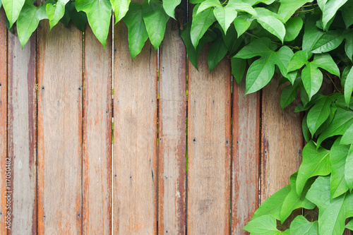 nature green leaves Virginia creeper vine Parthenocissus on wood