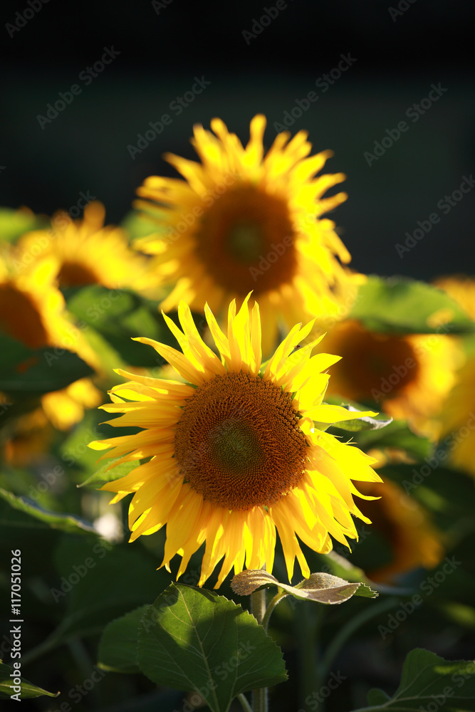 Naklejka premium Sonnenblumen