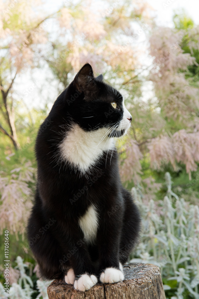 black and white cat sitting on a stump in the garden black and white cat sitting on a stump in the garden