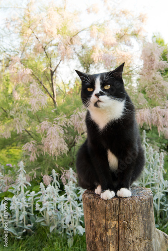 Fototapeta Naklejka Na Ścianę i Meble -  black and white cat sitting on a stump in the garden