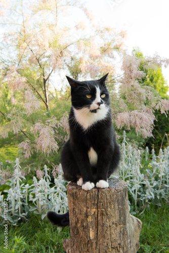 black and white cat sitting on a stump in the garden