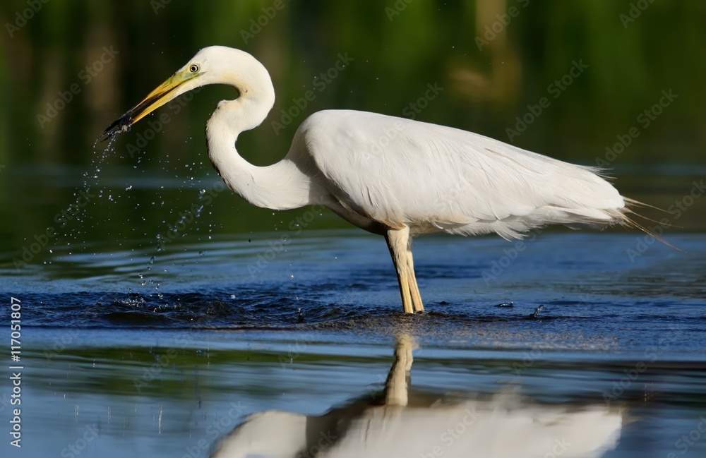 Obraz premium Great egret (Ardea alba) with fish