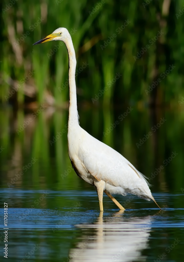 Obraz premium Great egret (Ardea alba) 