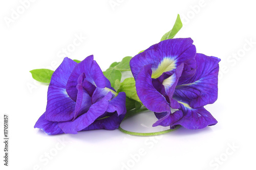 Butterfly pea on white background