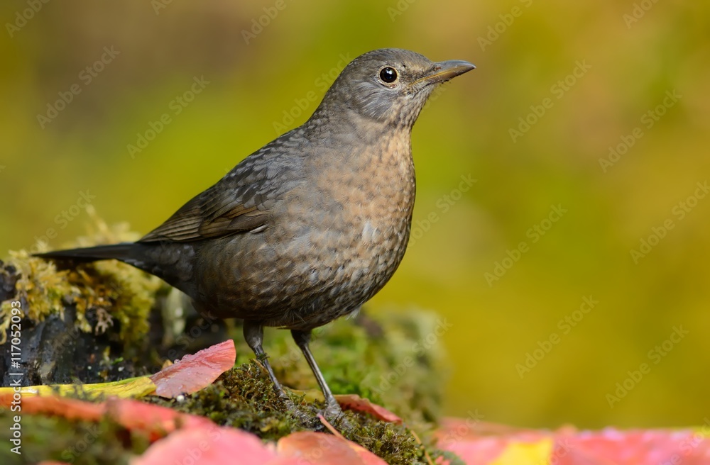 Blackbird (Turdus merula) on the moss Blackbird (Turdus merula) on the moss