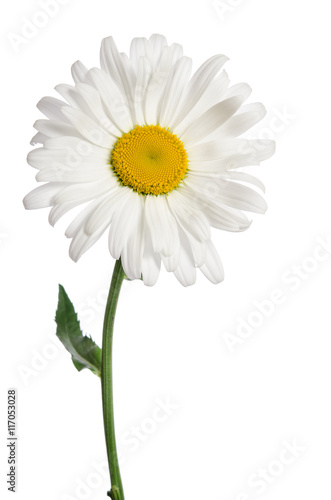 Fototapeta Naklejka Na Ścianę i Meble -  chamomile flower on white background
