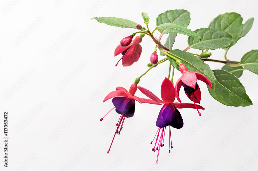 Closeup view of the colorful fuchsia flower wth green leafs. Isolated on the white background - obrazy, fototapety, plakaty 