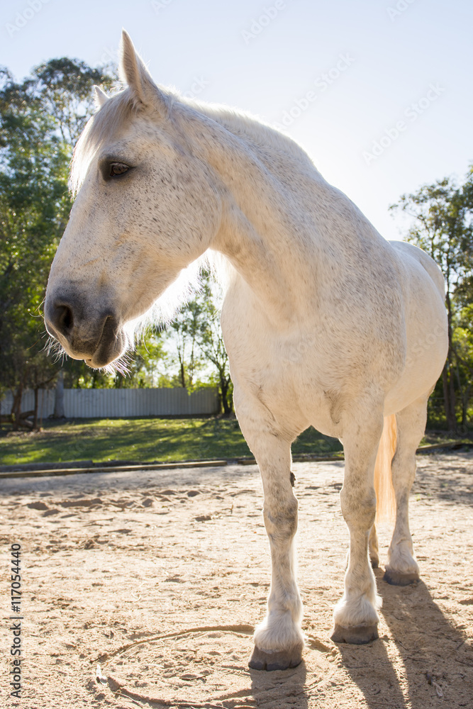 Obraz premium Horse in the paddock during the day