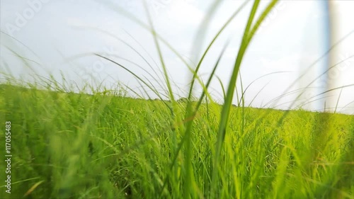 First-person view, an animal running on meadow grass