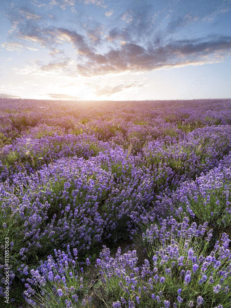 Beautiful dramatic misty sunrise landscape over lavender field i Beautiful dramatic misty sunrise landscape over lavender field i