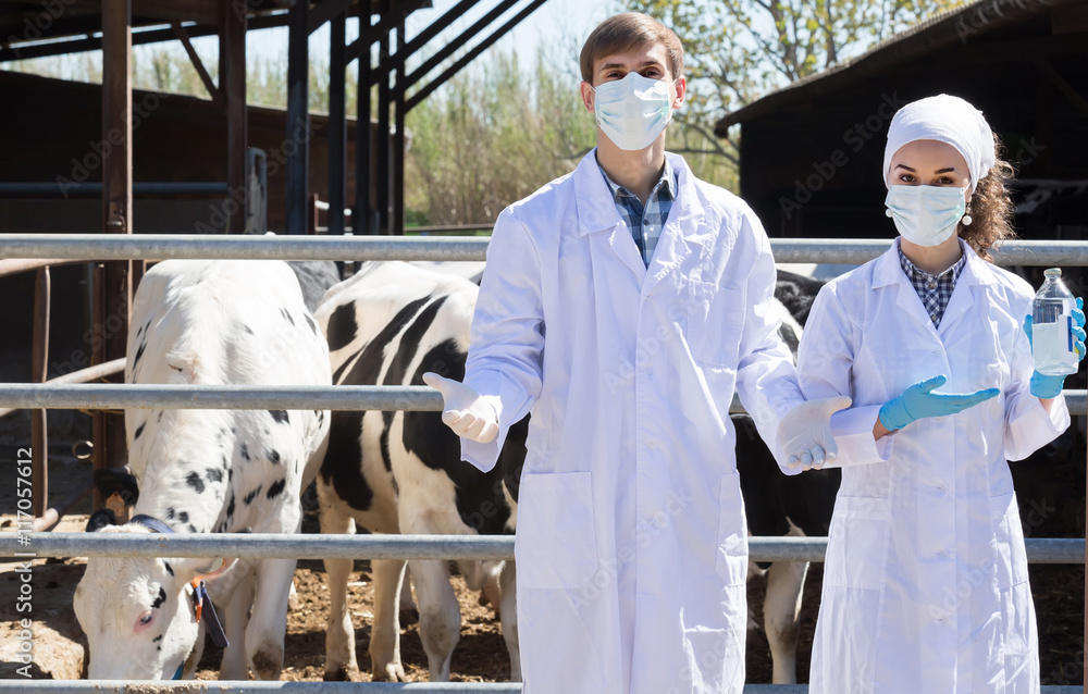 man and woman veterinarians happily standing close to cows on th