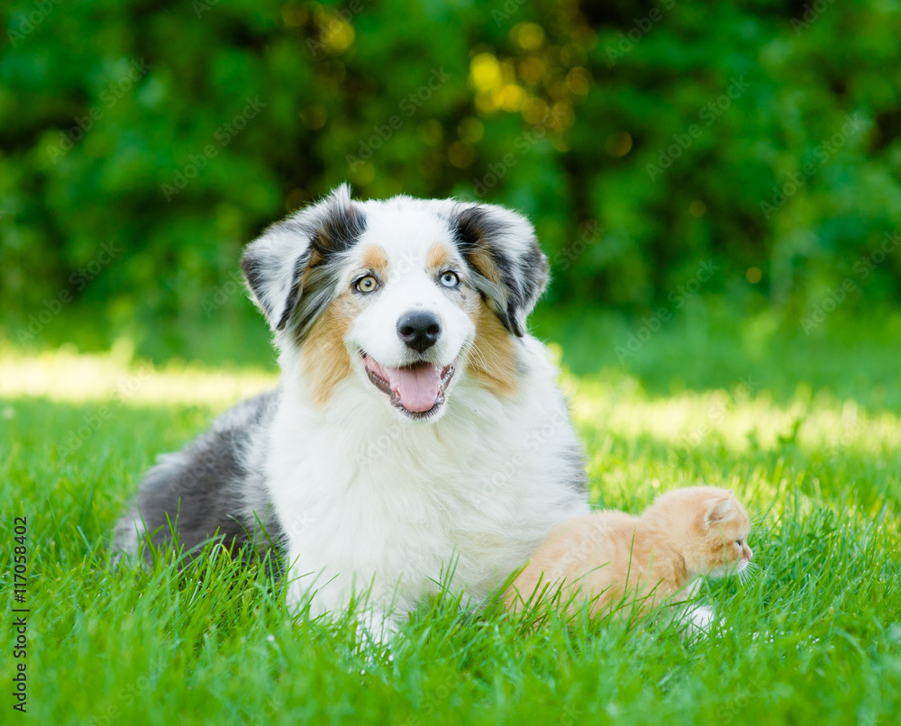 australian shepherd puppy lying with a kitten on the green grass australian shepherd puppy lying with a kitten on the green grass