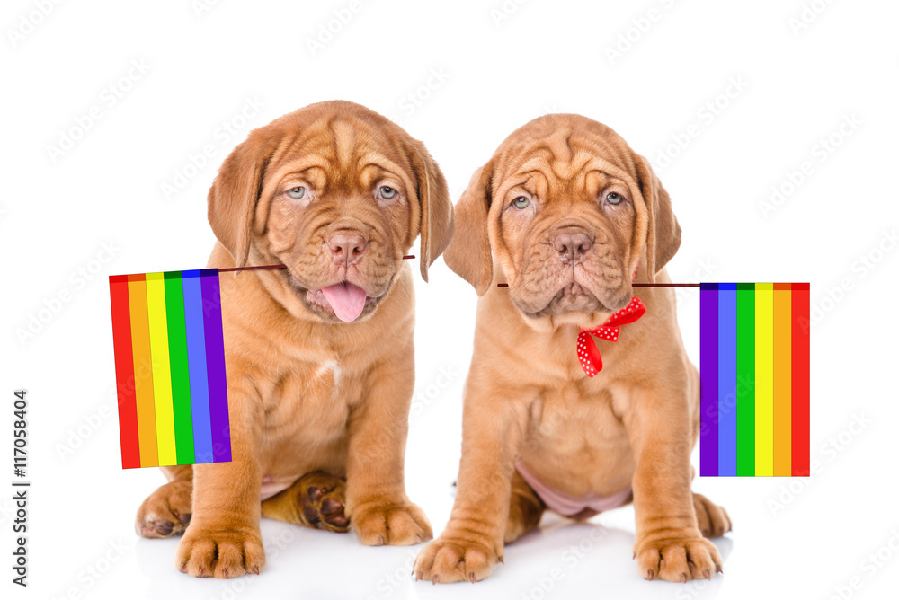 Two Bordeaux puppies with rainbow color flag symbolizing gay rights.  isolated on white